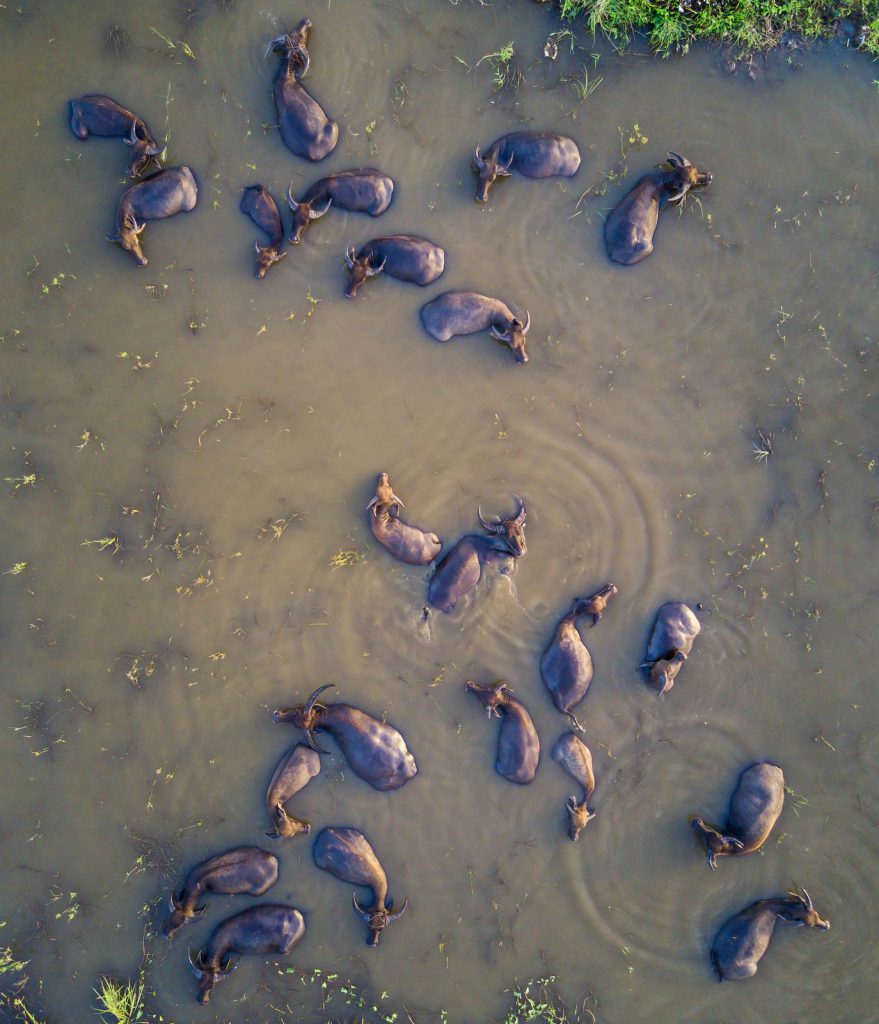 بوفالو ها در آب | عکس روز نشنال جئوگرافیک